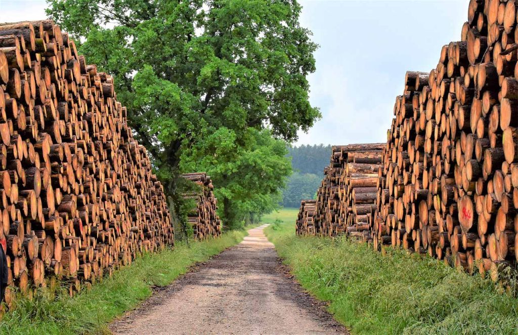Erdészeti fakitermelési munkák
